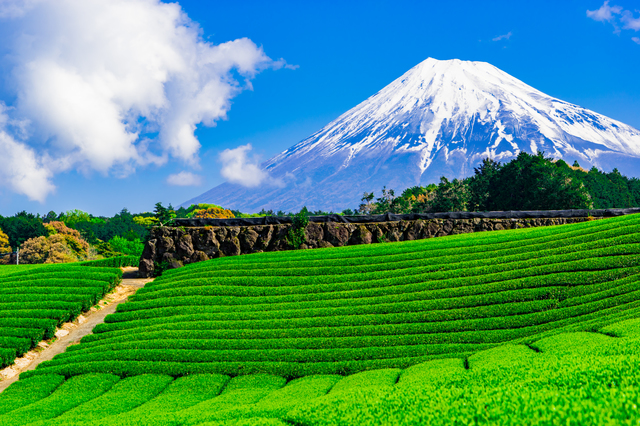 茶畑と富士山