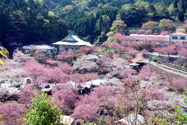桜が咲き乱れる大分県一心寺
