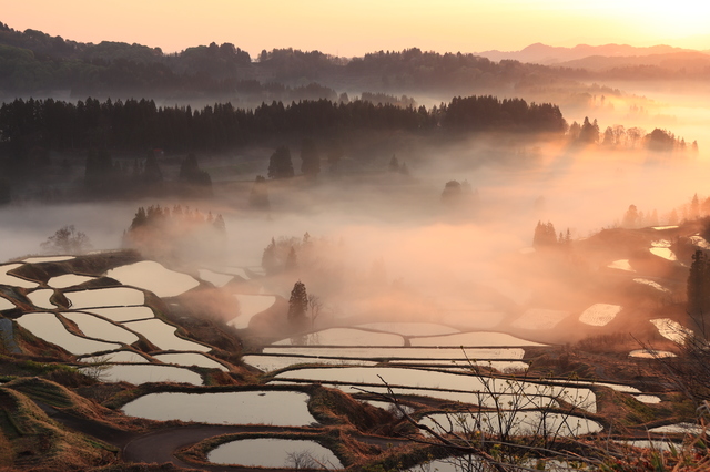 朝霧と新潟の棚田の風景
