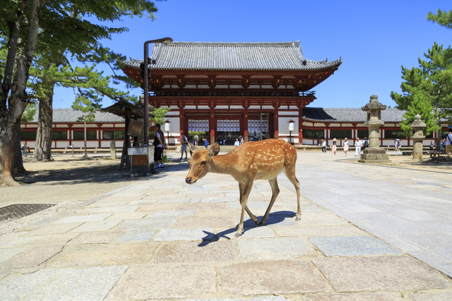 奈良東大寺中門と鹿