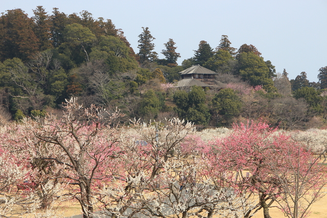 茨城県水戸偕楽園の梅